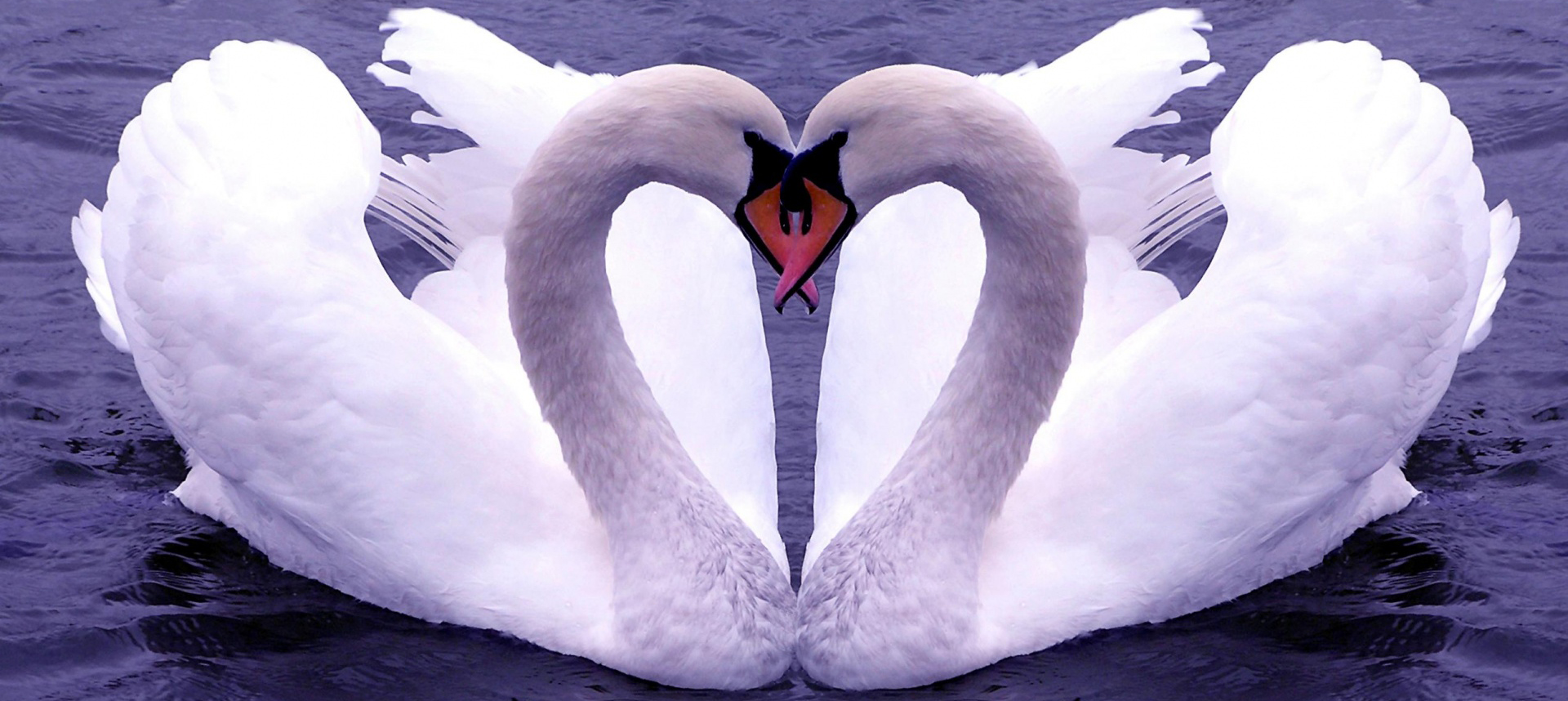 swans